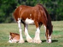shire 1